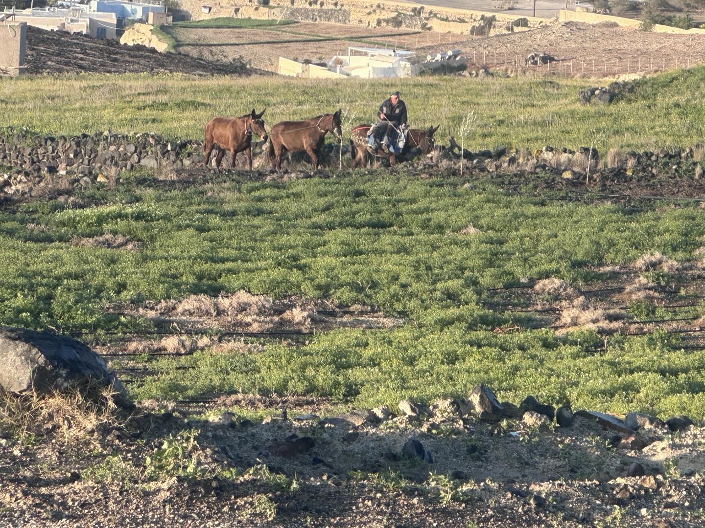 Σαντορινη-Ζητείται: Προσωπικό μπουφε πωληση παγωτου